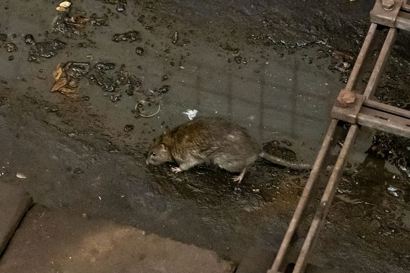 Полчища злобных крыс атакуют города