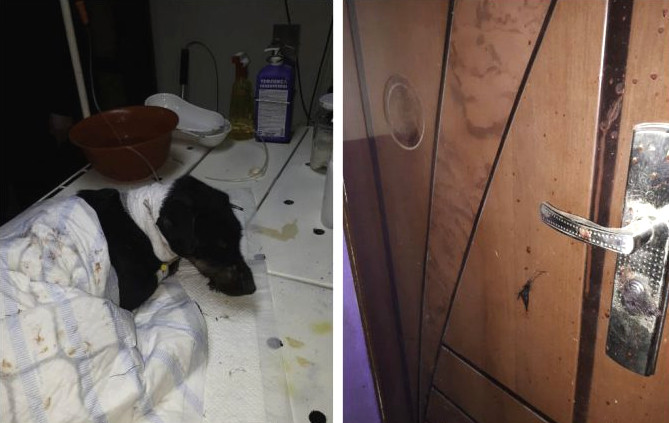 В подъезде дома пьяный шахтер перерезал горло двум собакам