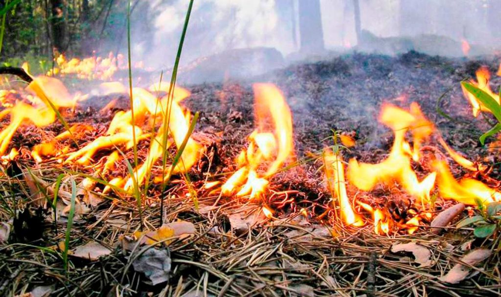 Разжигая костер на огороде, в житомирском селе сгорела пенсионерка