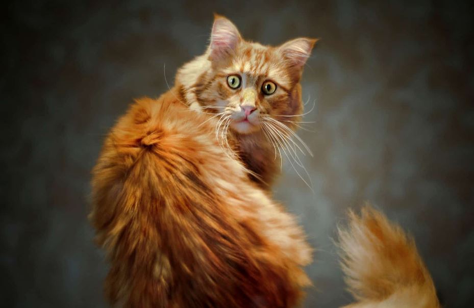 Одессита, выбросившего кота с четвертого этажа, оштрафовали