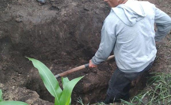 Тело 79-летнего пенсионера, который судился с компаньоном, нашли закопанным в кукурузном поле