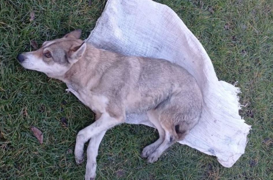 Львовские полицейские задержали подростков, мучивших собаку