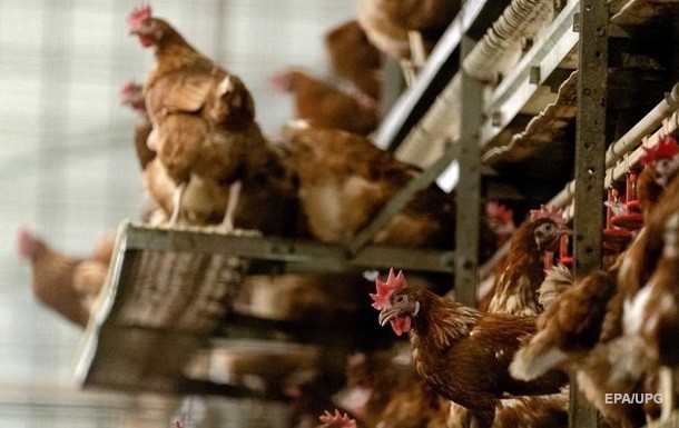 Из Европы в Украину пришел птичий грипп – Госпродпотребслужба