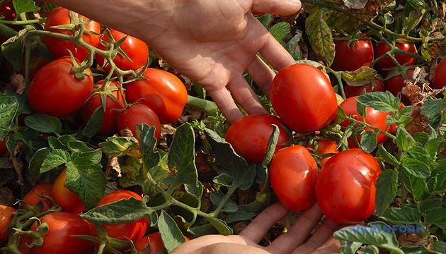 Японія схвалила продаж першого продукту з модифікованим геномом